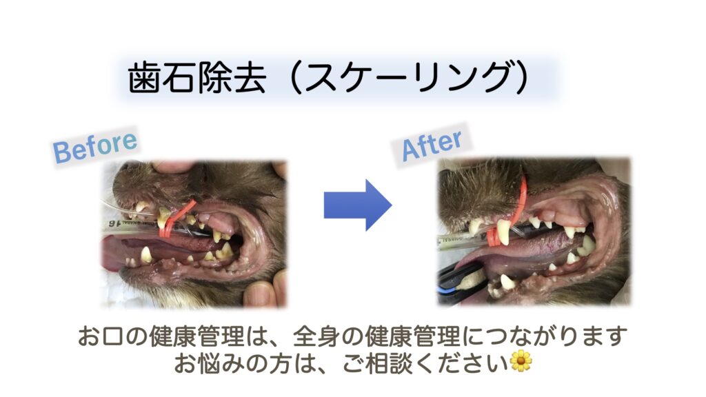 歯科処置 横浜市中区 石川町駅 ユナイテッド動物病院 横浜wancott院